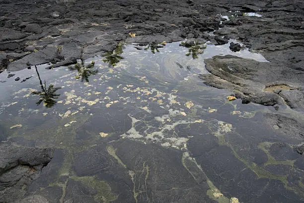palm trees reflecting in an ocean tidepool on a volcanic beach in Hawaii