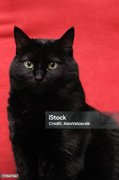 Black Cat Stock Photo - Download Image Now - Green Eyes, Animal, Animal Body Part