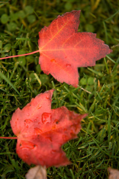 natur hintergrund - grass maple tree nature dew stock-fotos und bilder