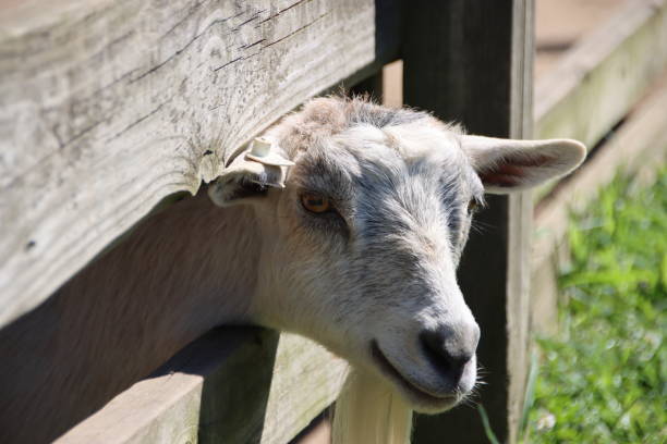 istock Petting Zoo / Farm Goat 1735676201