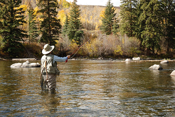 A man fly fishing in the water of a river Woman fly-fishing on the Blue River in Colorado.    The river is home for Kokanee Salmon, a freshwater variety, and Rainbow Trout. This image was taken while wading in the river behind the woman. Camera: Nikon D80.  Lens: Nikkor 18-70mm. individual event stock pictures, royalty-free photos & images