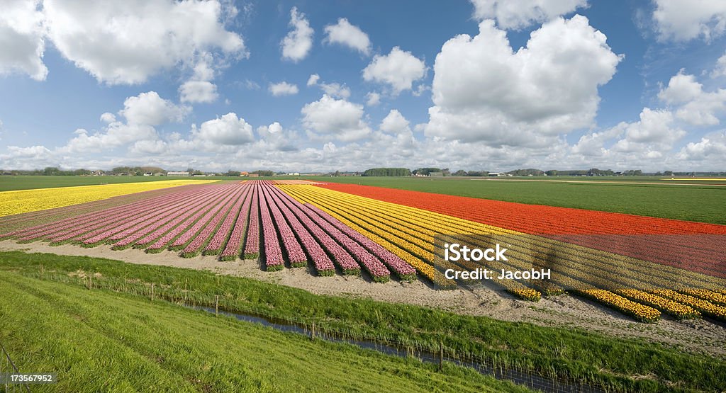 Los campos de tulipanes coloridos - Foto de stock de Agricultura libre de derechos