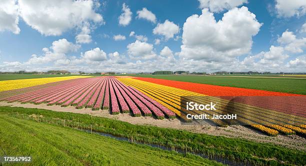 Los Campos De Tulipanes Coloridos Foto de stock y más banco de imágenes de Agricultura - Agricultura, Aire libre, Ajardinado