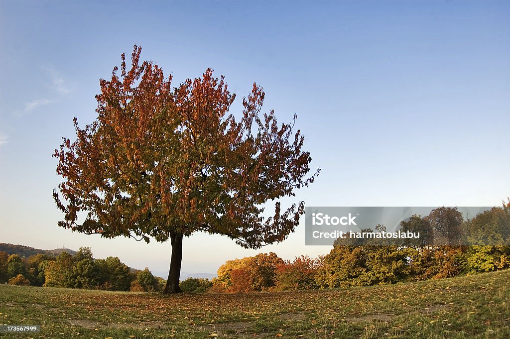 Otoño - Foto de stock de Aire libre libre de derechos