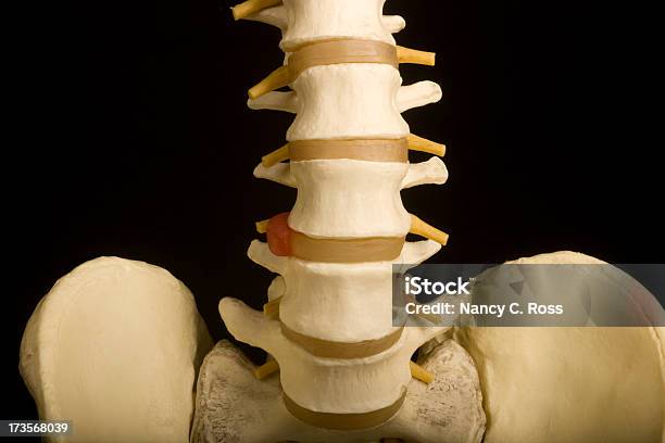 휴머니즘 척추 골반 의학 척추교정요법 정형외과 의료용 모델 Heathcare 격리됨에 후관절에 대한 스톡 사진 및 기타 이미지