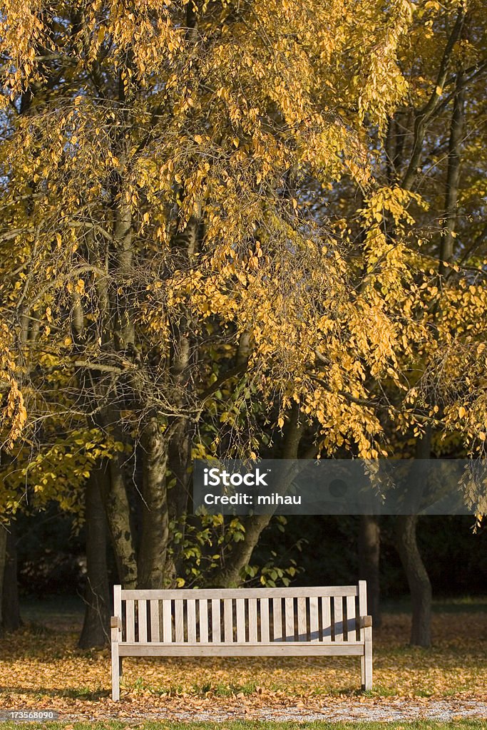 Bench IV Teak bench under beech trees wraped into autumn colors. Public Park Stock Photo