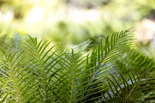 Closeup beautiful green Fern in sunshine, nature background with copy space, full frame horizontal composition