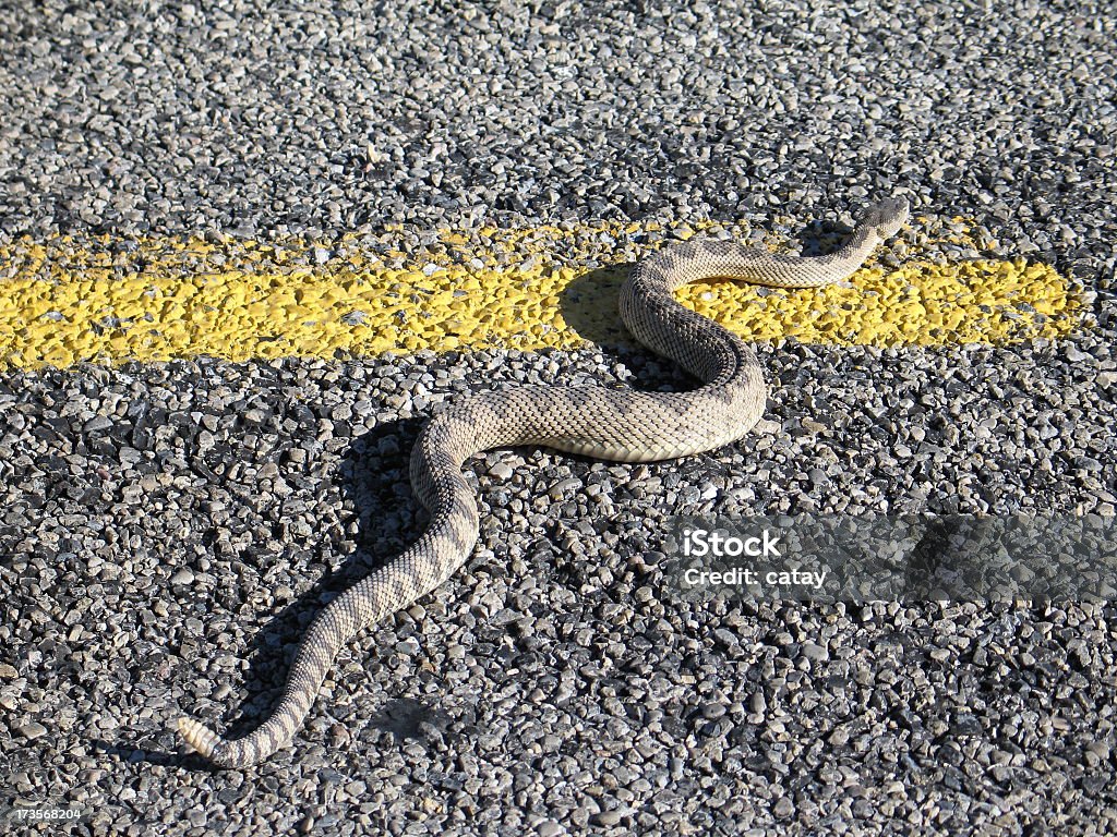 Crotale autoroute Highway - Photo de Bande médiane libre de droits