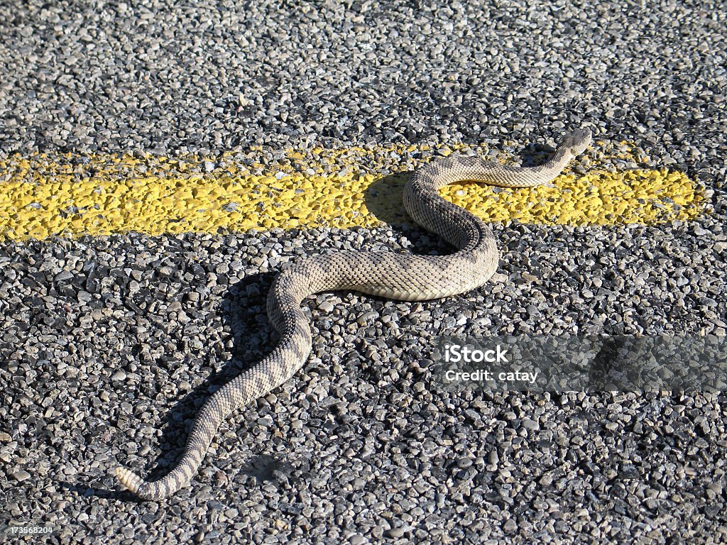 Rattlesnake Highway A rattlesnake makes a run for it across the hot desert highway. Animal Stock Photo