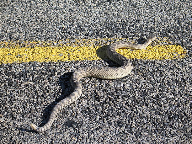 Rattlesnake Highway stock photo