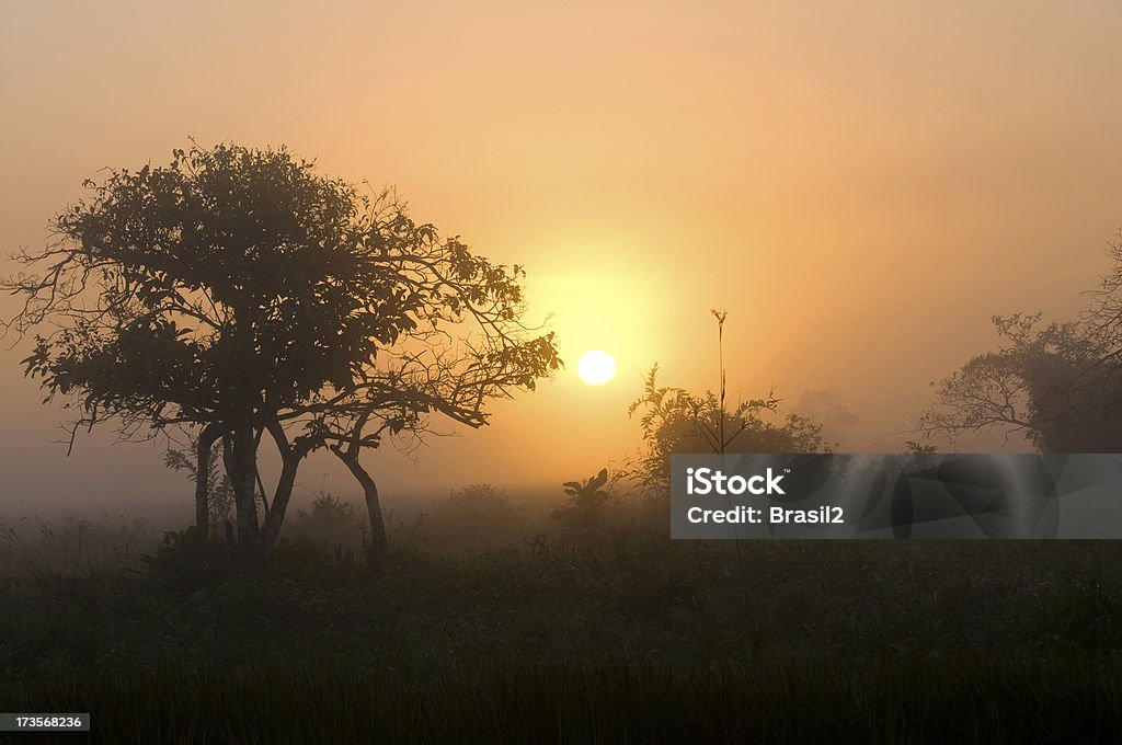 Nascer do sol no Rio Amazonas - Foto de stock de Brasil royalty-free