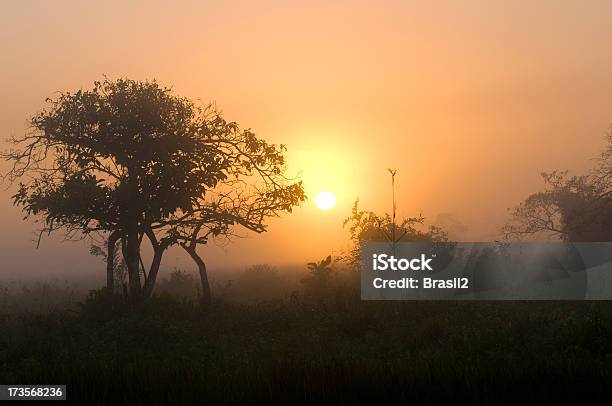 Foto de Nascer Do Sol No Rio Amazonas e mais fotos de stock de Brasil - Brasil, Brilhante - Luminosidade, Cena Não-urbana