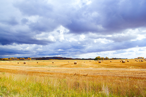 Countryside scenery in autumn with a big field of wheat after harvest and round bales on it, yellow trees in the horizon an dramatic blue cloudy sky.