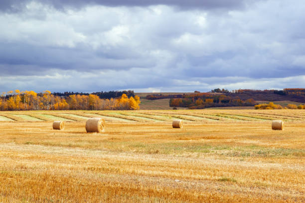Countryside scenery in autumn with a big field of wheat after harvest and round bales on it, yellow trees in the horizon an dramatic blue cloudy sky.