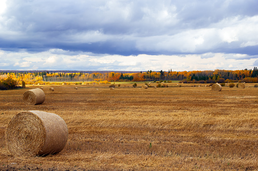 Countryside scenery in autumn with a big field of wheat after harvest and round bales on it, yellow trees in the horizon an dramatic blue cloudy sky.