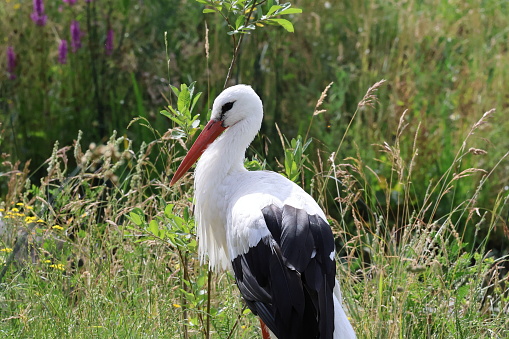 stork, animal, animals, bird, birds, flying, crawling, caterpillar, cat