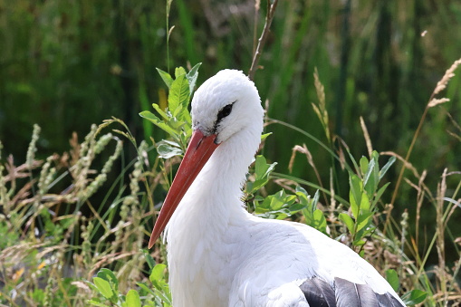 stork, animal, animals, bird, birds, flying, crawling, caterpillar, cat