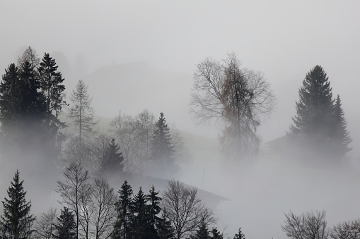 Fog, Forest in the Fog, Sea of ​​Fog, fir trees in the Fog, ree in the Fog