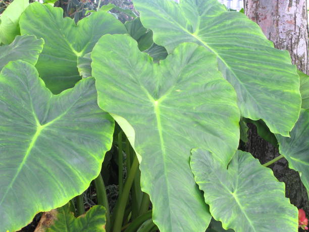 istock Leaf Elephant  Plant Large Green Kimi 173568503