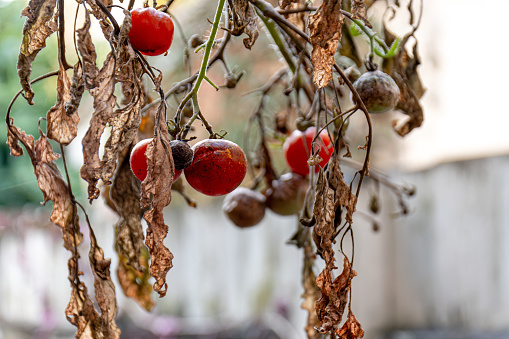 Red tomatoes on a dead plant