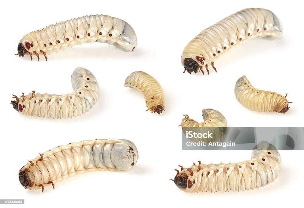 larve di scarabeo - Foto stock royalty-free di Coleottero