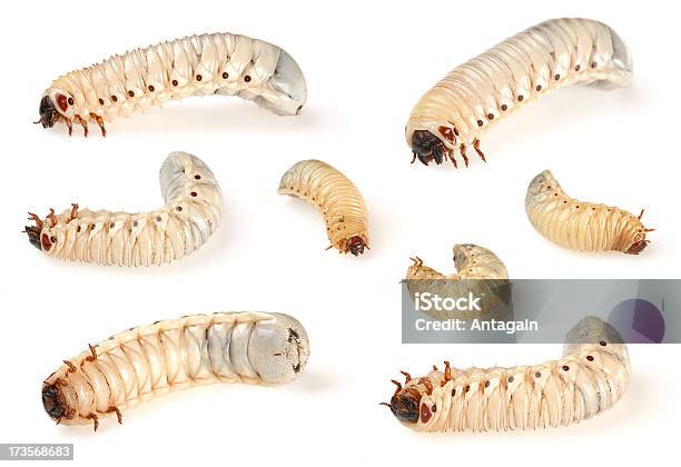 Larve Di Scarabeo - Fotografie stock e altre immagini di Coleottero - Coleottero, Larva, Animale