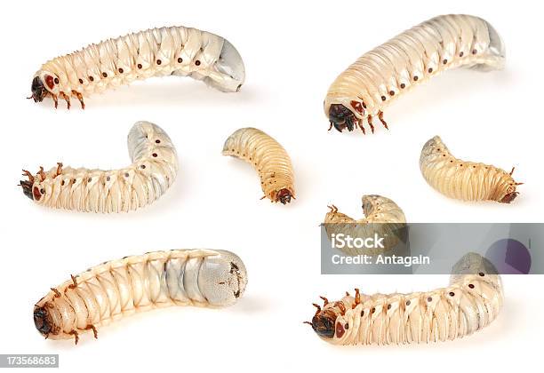 Beetle Larva Stock Photo - Download Image Now - Beetle, Larva, Animal