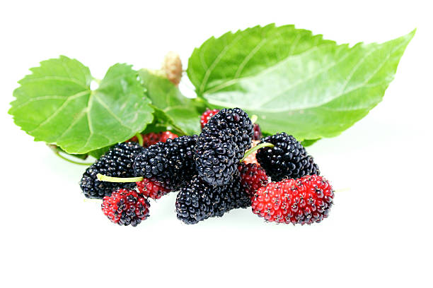 Berries stock photo