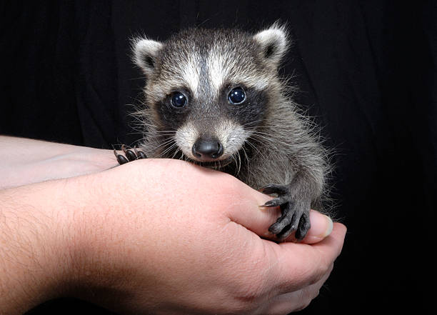 Orphaned raccoon isolated over black, good wildlife rehabilitation image