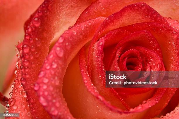 Orange Rosa Tautropfen Stockfoto und mehr Bilder von Blume - Blume, Blüte, Blütenblatt