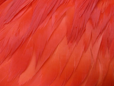 Macro shot of the feathers of the Scarlet Ibis