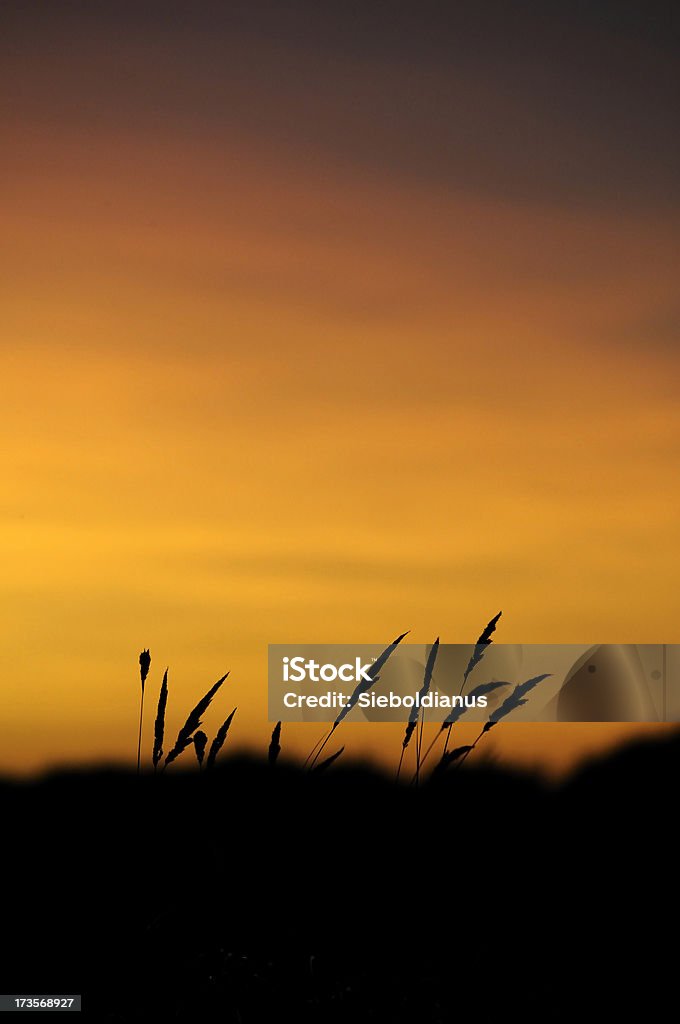 Grass in sunset and moody sky. Backgrounds Stock Photo
