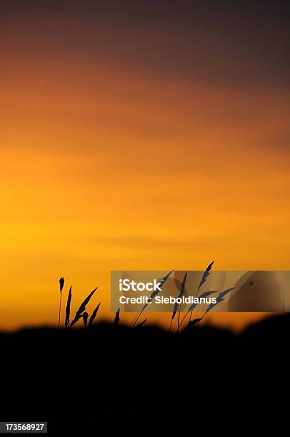 Grass In Sunset And Moody Sky Stock Photo - Download Image Now - Backgrounds, Black Color, Contemplation