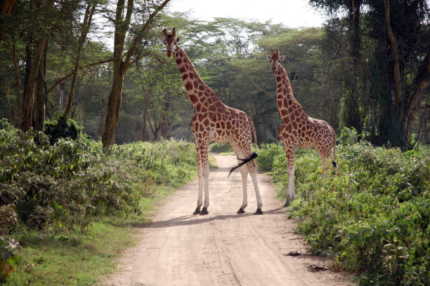 Giraffes standing tall in the plains of Africa with blue sky background. Photographed in the Maasai Mara, Kenya.