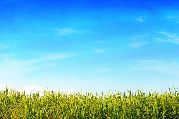 campo verde & céu azul - agriculture blue field grass - fotografias e filmes do acervo