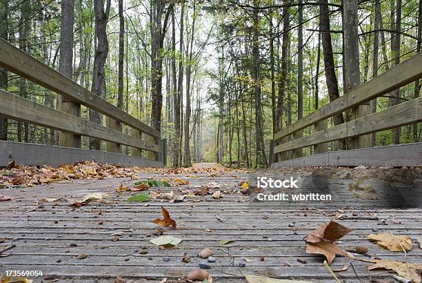 Foto de Caído Folhas De Uma Ponte e mais fotos de stock de Tennessee - Tennessee, Townsend, Bosque - Floresta