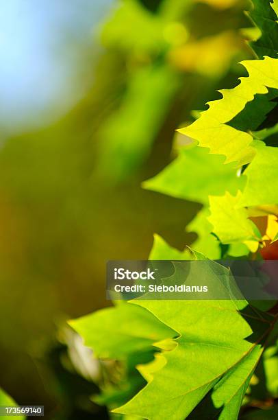 Colored Foliage In Fall From Platanus X Hispanica Stock Photo - Download Image Now - Autumn, Backgrounds, Color Image