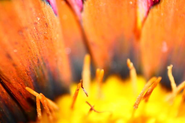 Native to South Africa, Gazania, also called Treasure flower or African daisy, is a perennial exhibiting brightly colored daisy-like flowers such as red, yellow, orange, pink and white. The flower can also be two-tone or multi-colored. Showy blooms appear in early summer through early fall.