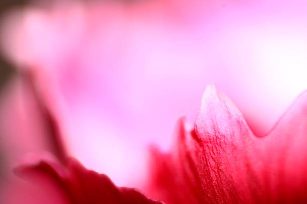istock Macrophotography of a Daisy Flower 1735692055