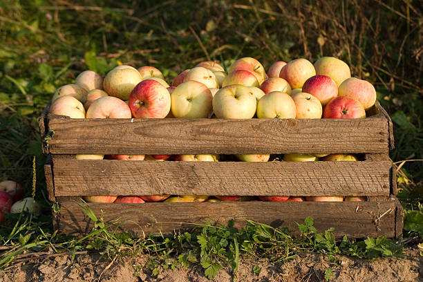 istock Fresh apples in wooden container. Shoot at warm, afternoon light 173569299