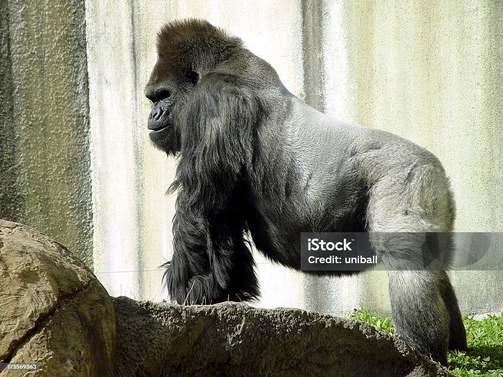 Silverback - Foto de stock de Animais Machos royalty-free