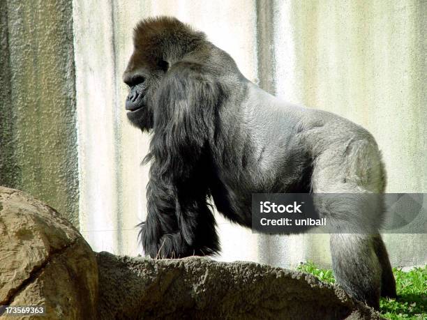 Foto de Silverback e mais fotos de stock de Animais Machos - Animais Machos, Animal, Autoridade