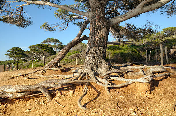 Detailed view of tree roots in forest with green grass around