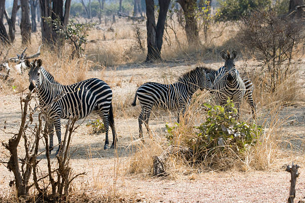 зебра в замбии - mehrere tiere стоковые фото и изображения