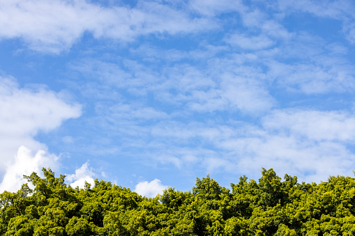 Treetops against blue sky with white clouds, beautiful nature background with copy space, full frame horizontal composition