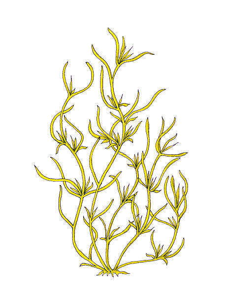 Seaweed. "Gulf seaweed,  Konbu, Benthic marine algae, Green alagae, Food, Black ink and watercolor drawing by Mayumi Terao." sargassum stock illustrations