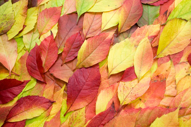 istock Red, yellow, green and gold 173569678