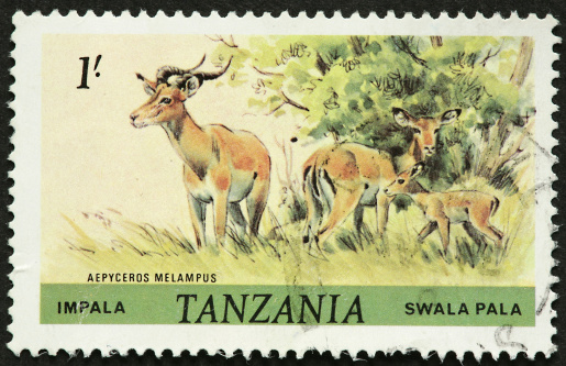Tanzania impala.
