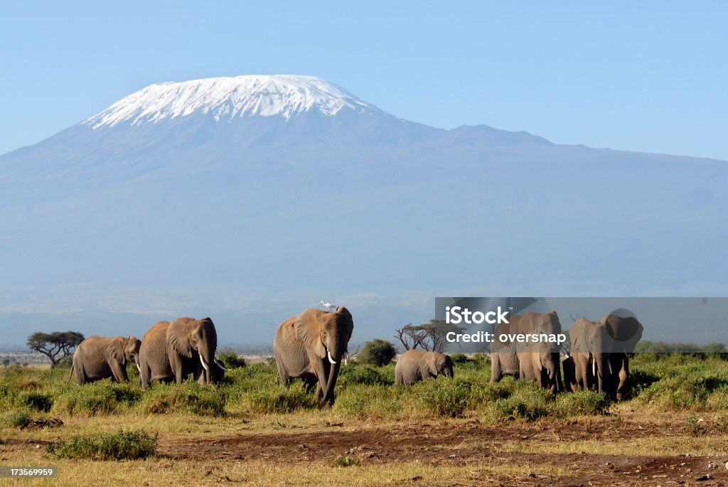 Afrykańskie słonie - Zbiór zdjęć royalty-free (Góra Kilimandżaro)