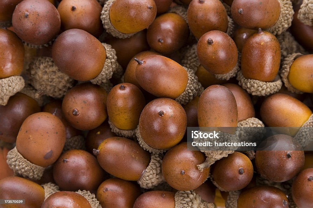 Bellota de fondo - Foto de stock de Bellota libre de derechos